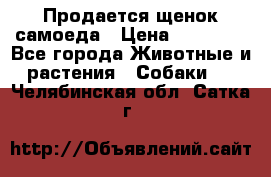 Продается щенок самоеда › Цена ­ 15 000 - Все города Животные и растения » Собаки   . Челябинская обл.,Сатка г.